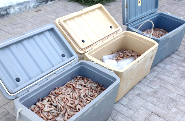 Bahrain News: Annual ban on shrimp fishing set to be lifted